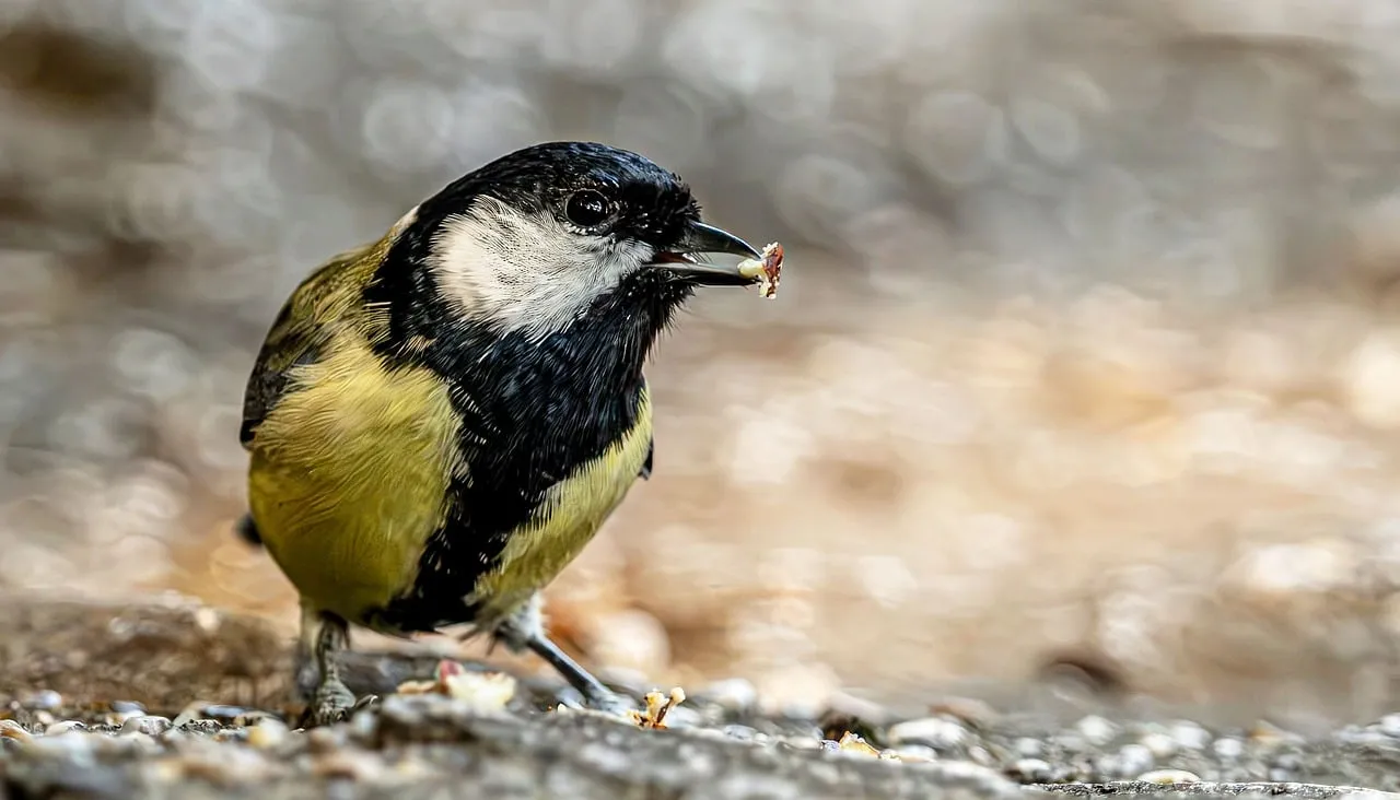 Captivating Great Tit: A Close-Up of Nature's Avian Beauty