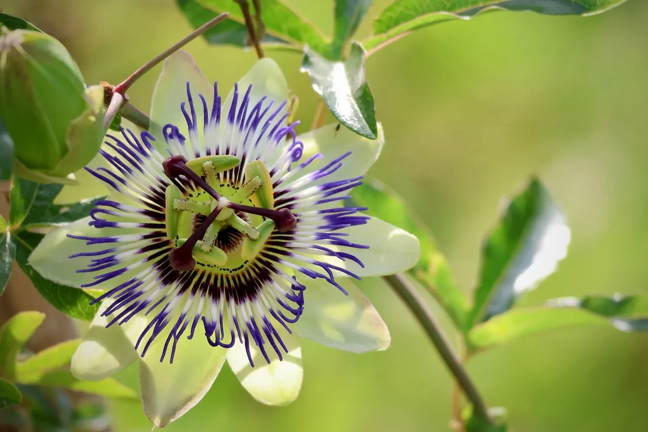 Vibrant Passionflower: A Macro Delight in Nature's Embrace