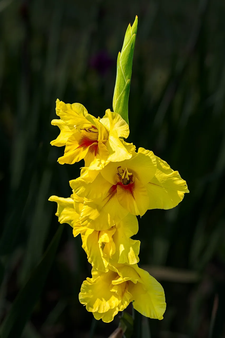 Vibrant Yellow Gladiolus in Summer Bloom