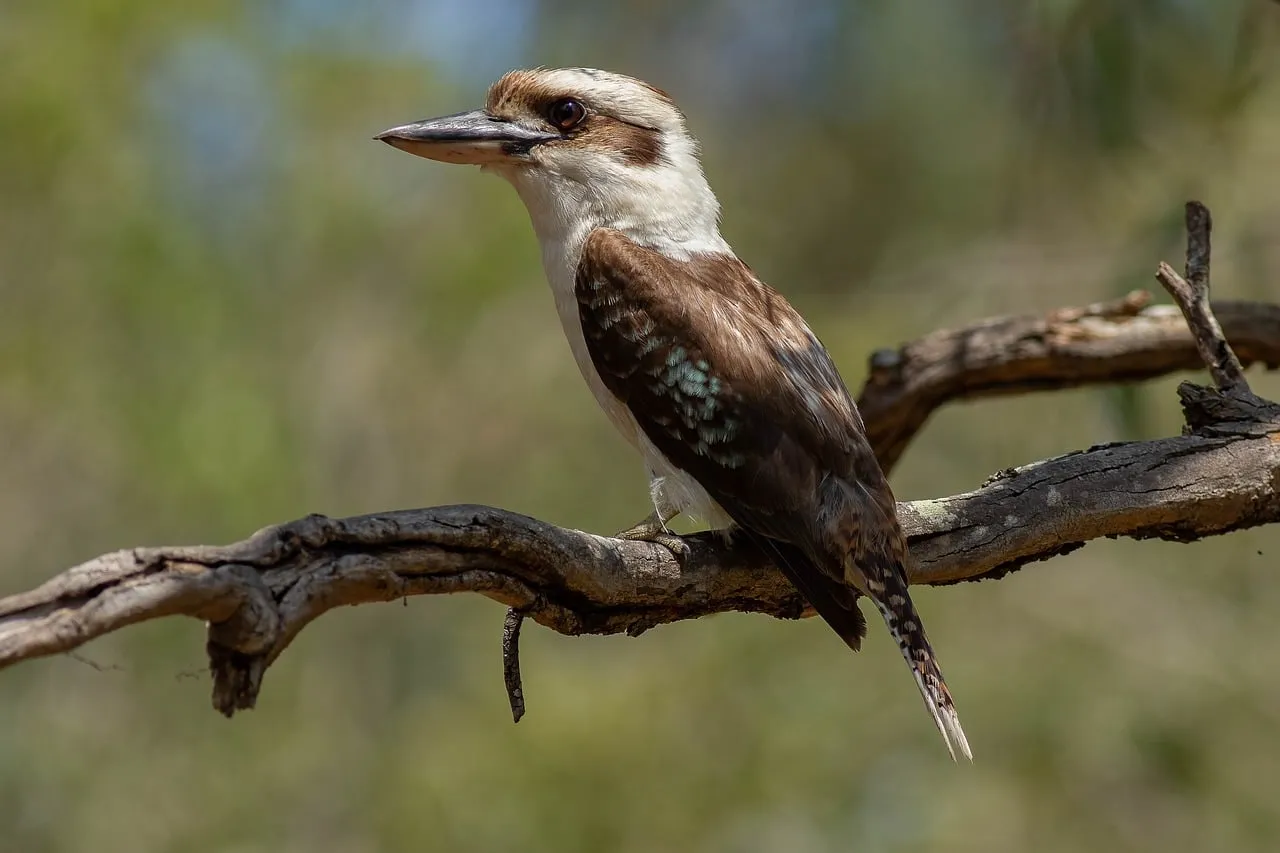 Majestic Kookaburra Perched in Natural Habitat