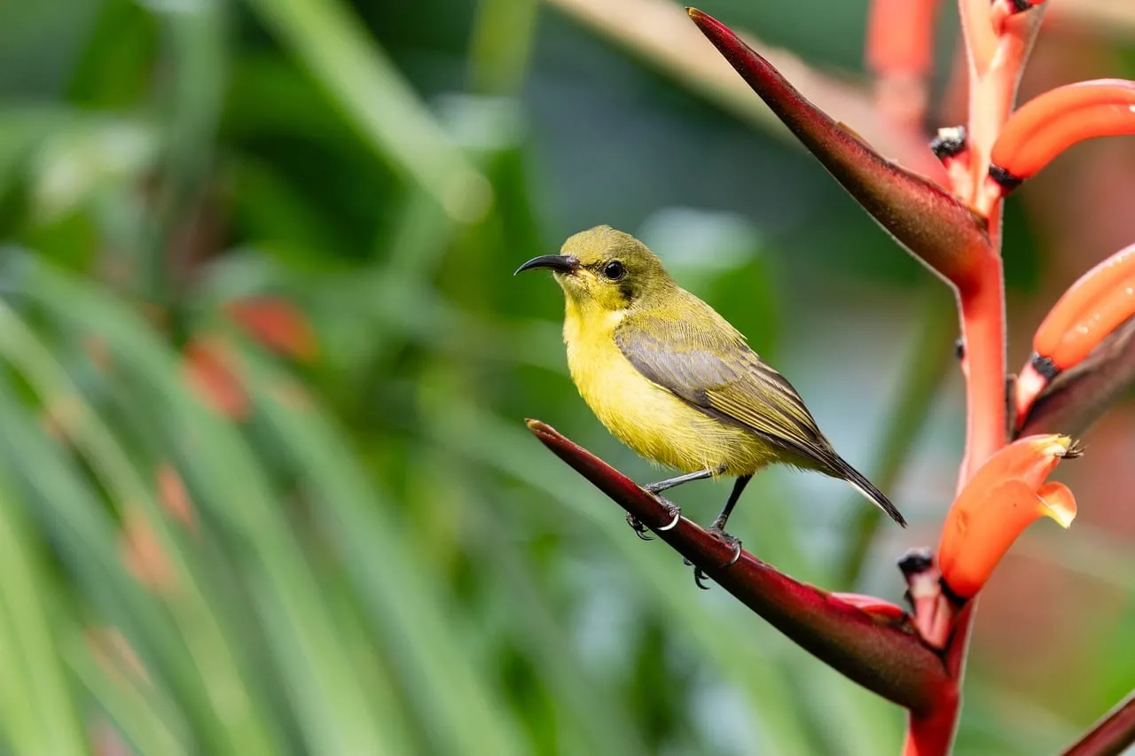 Vibrant Sunbird Perched on Exotic Heliconia