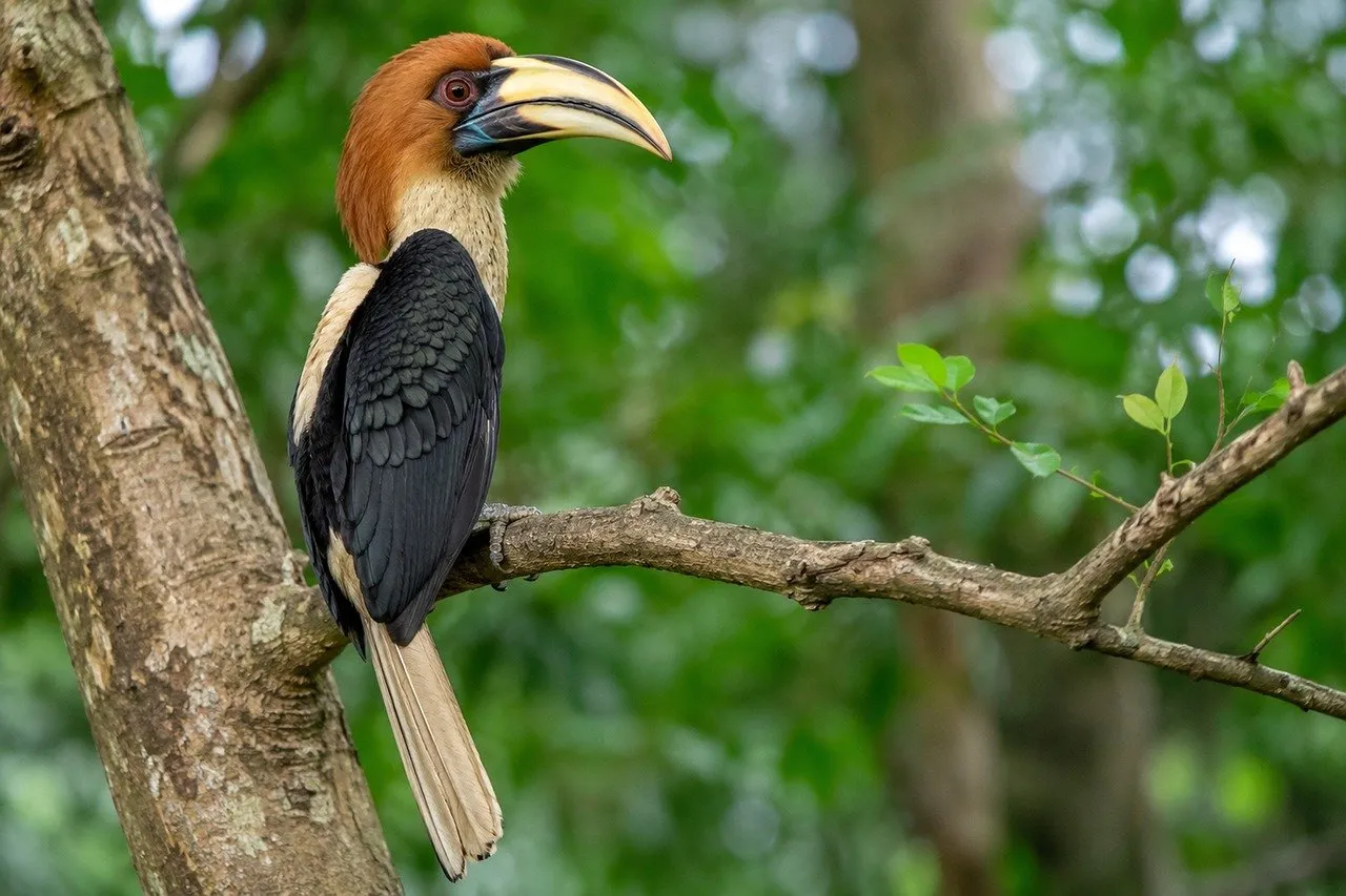 Stunning Rufous-headed Hornbill: A Rare Jungle Jewel