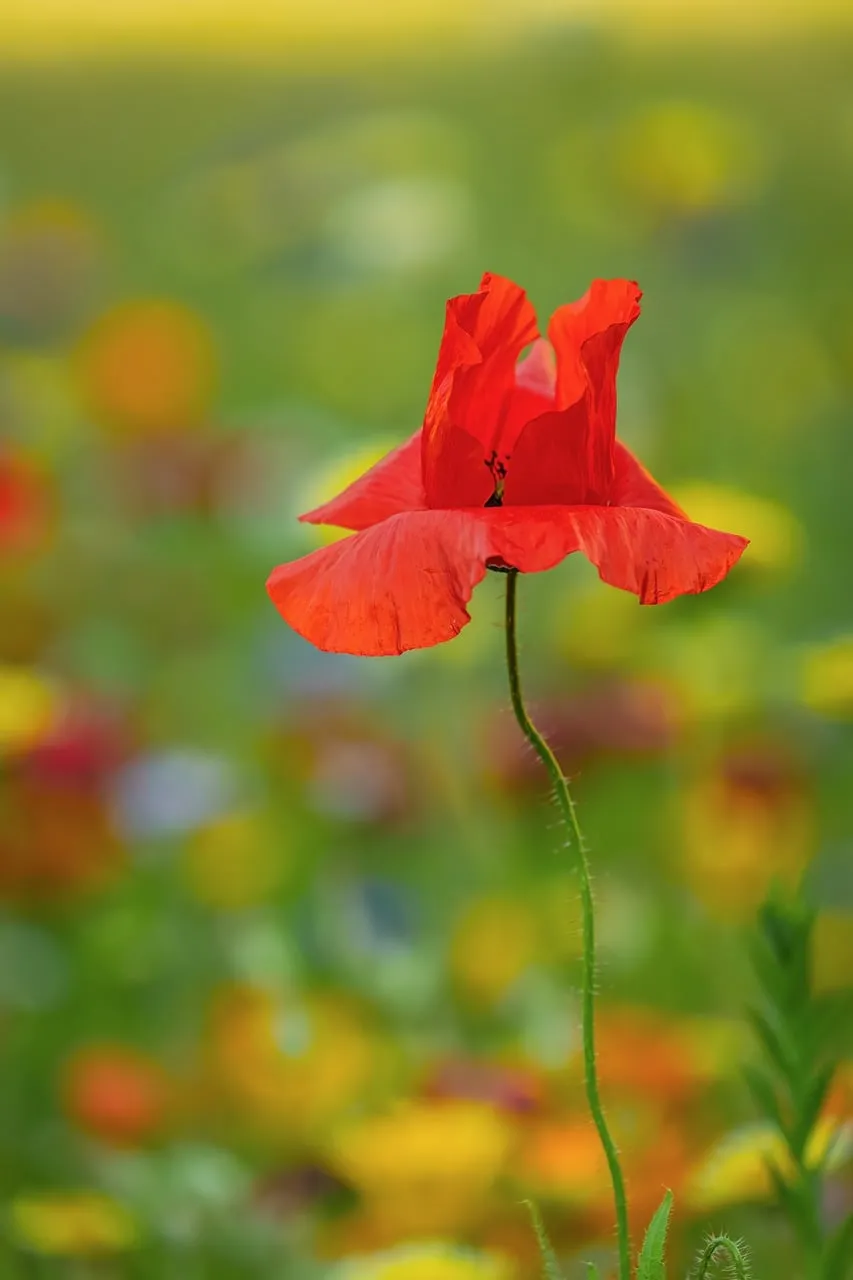 Vibrant Red Poppy in a Dreamy Summer Meadow