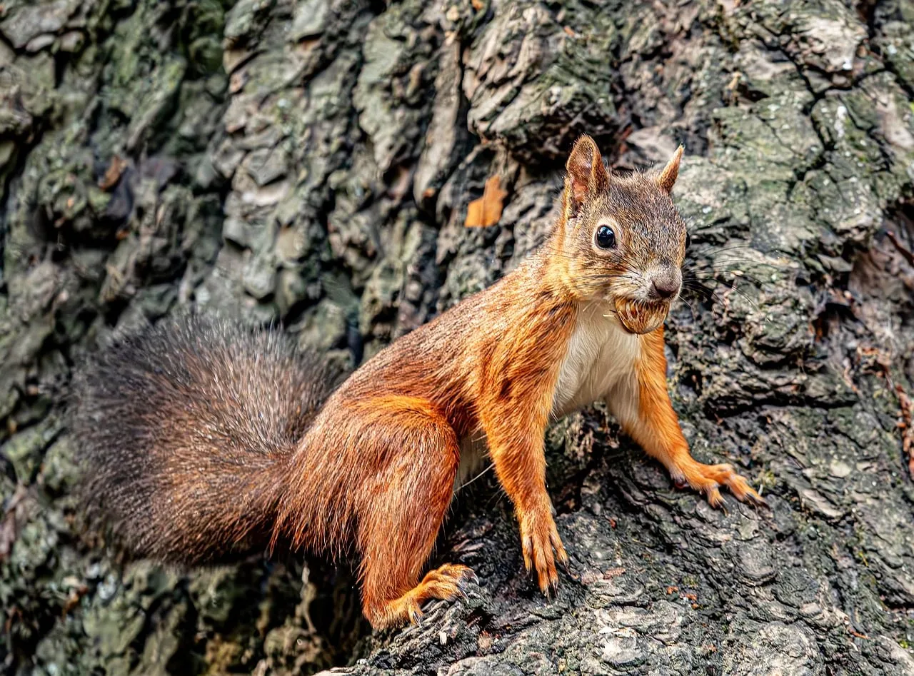 Charming Red Squirrel: Nature's Cutest Forest Dweller