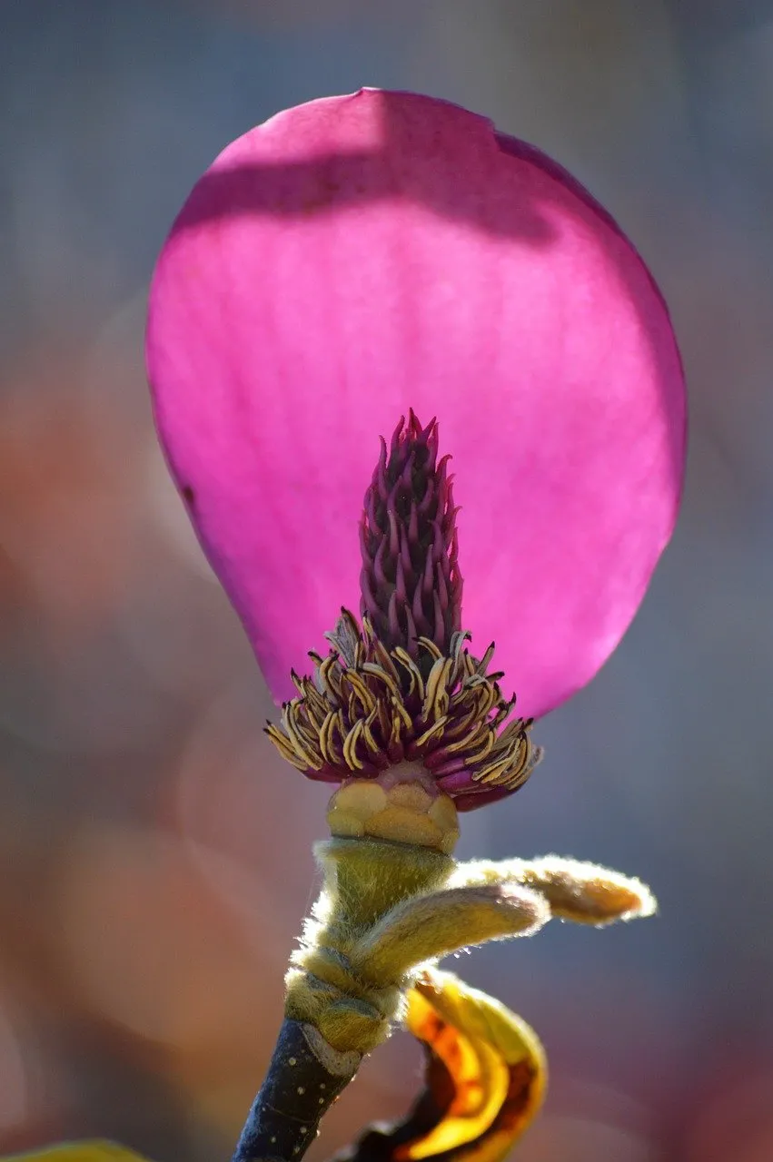 Vibrant Magnolia Bloom: A Backlit Botanical Masterpiece