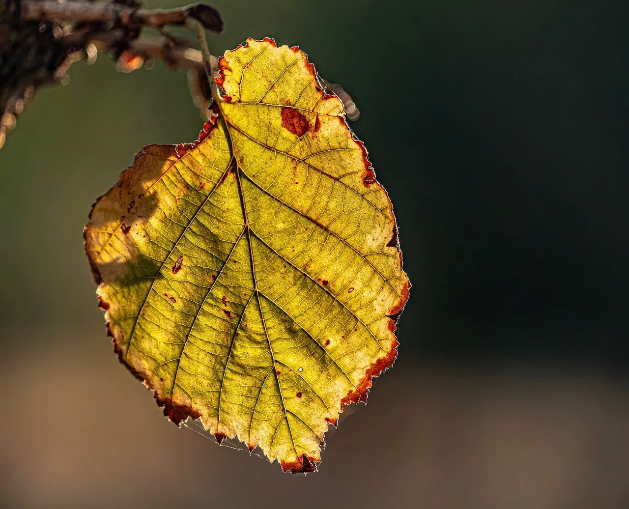 Golden Autumn Leaf: Backlit Nature's Intricate Beauty