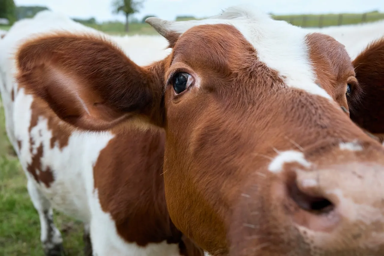 Intriguing Close-up: Curious Dairy Cow on a Farm