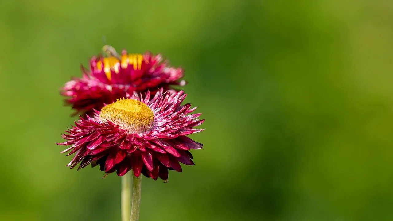 Vibrant Red Strawflowers: Nature's Bokeh Beauty