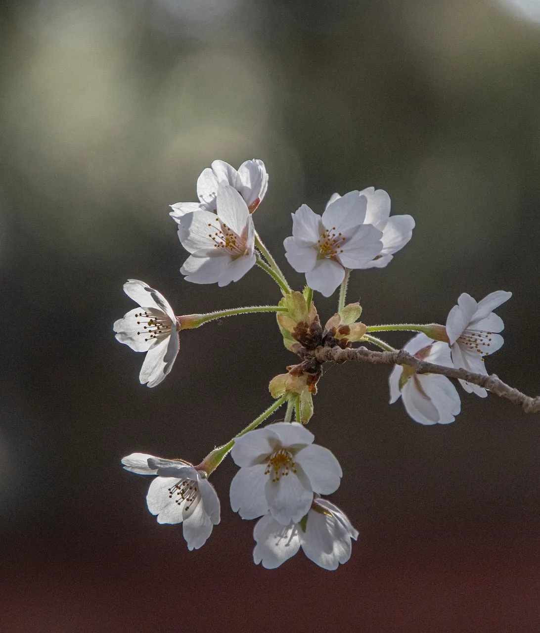 Exquisite Cherry Blossoms: A Glimpse of Spring's Delicate Beauty