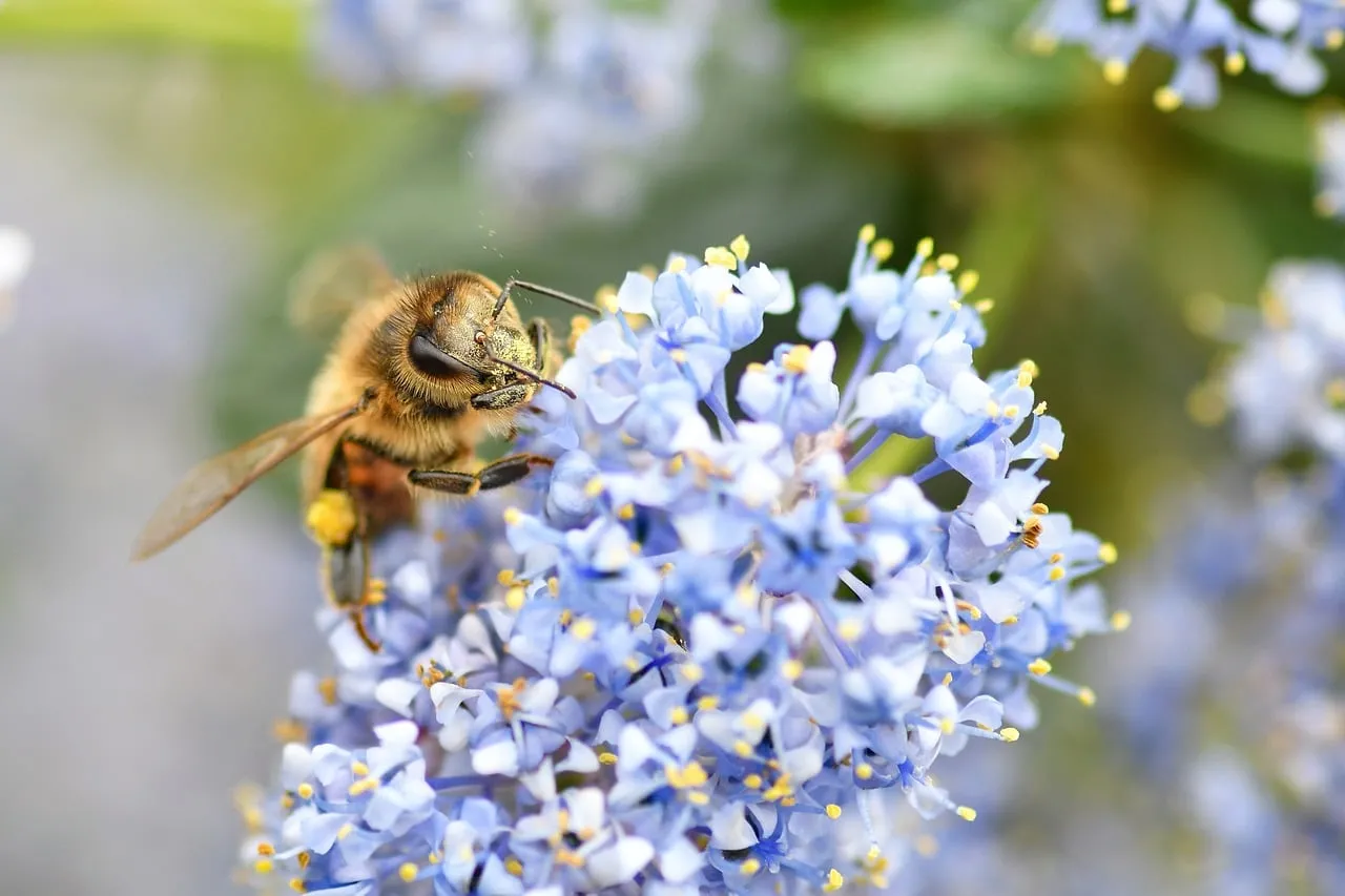 Vibrant Macro: Busy Bee on Blooming California Lilac