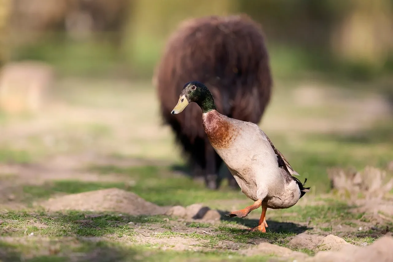 Dynamic Indian Runner Duck Striding in Natural Habitat