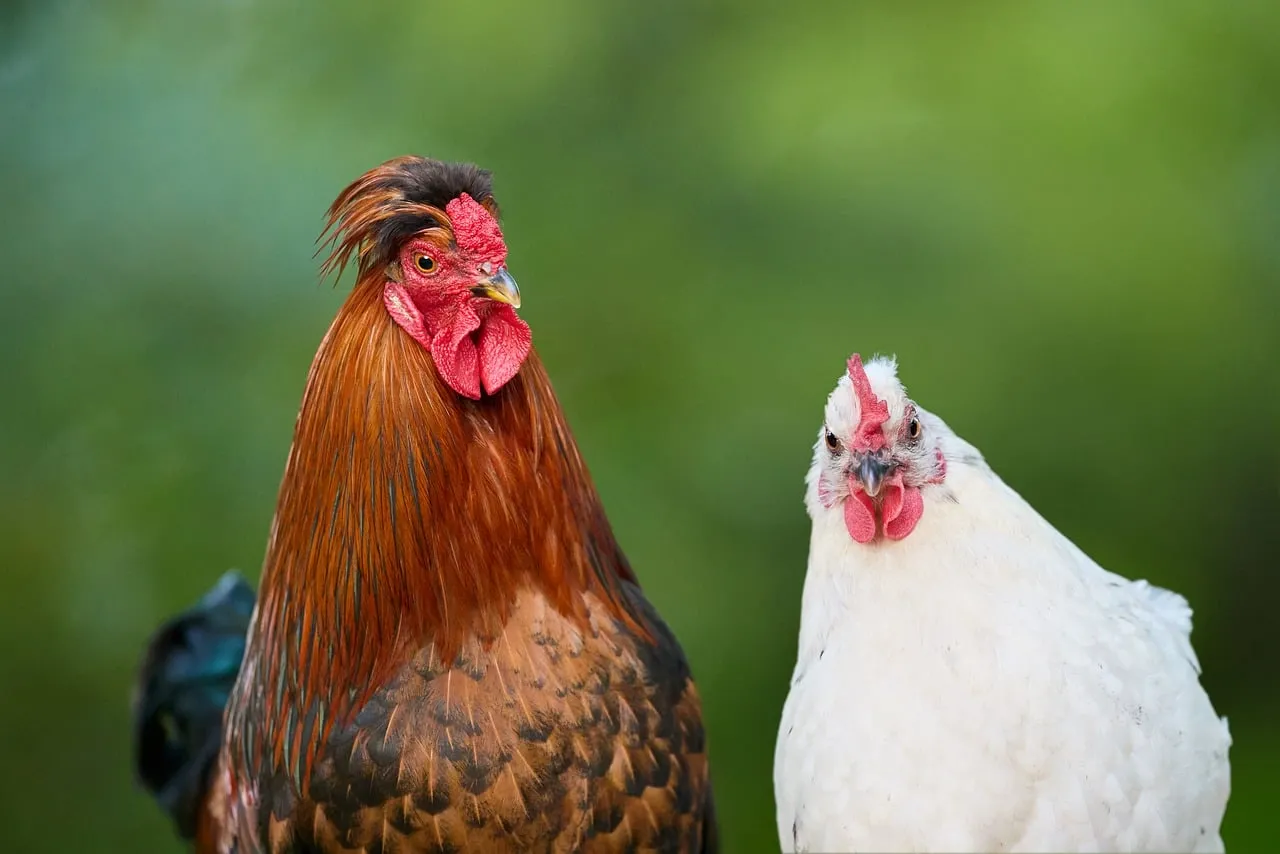 Vibrant Farm Duo: Majestic Rooster and Hen Portrait
