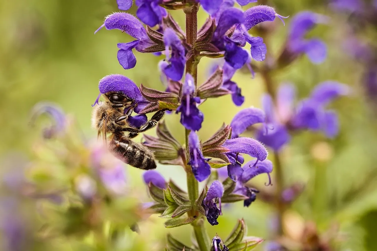 Vibrant Purple: Busy Bee on Meadow Sage