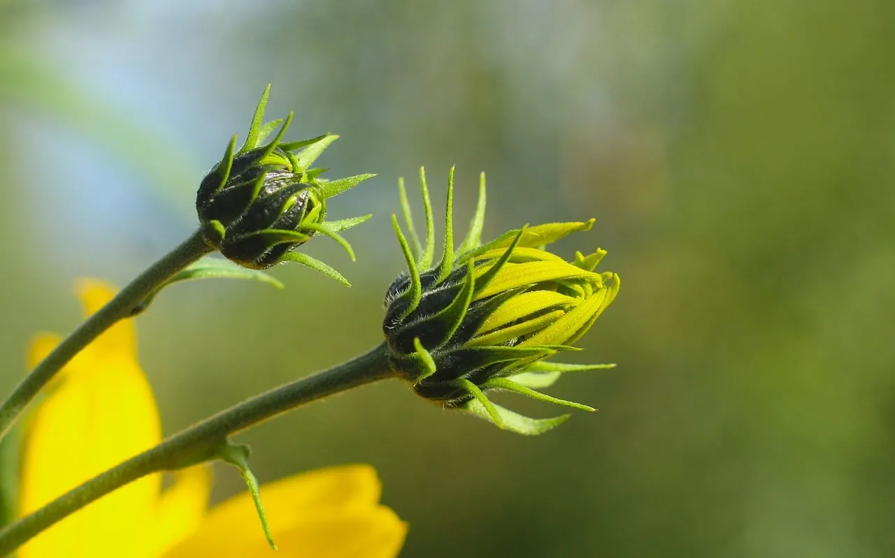 Vibrant Yellow Flower Buds: Nature's Unfolding Beauty