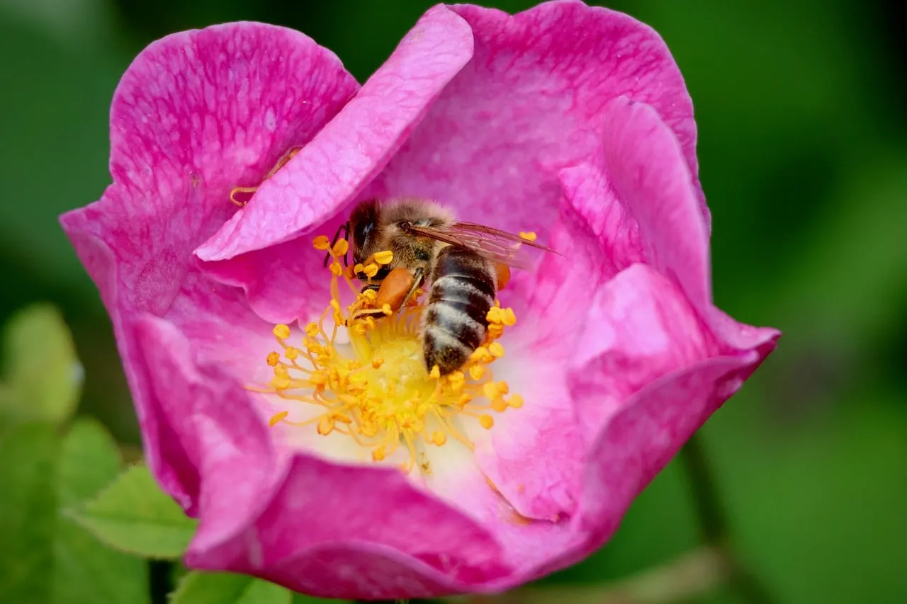 Vibrant Pink Rose: Bee's Pollen Paradise