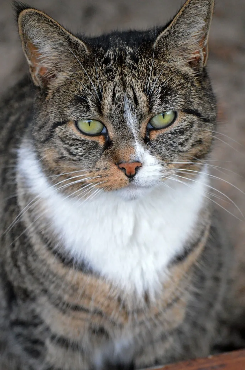 Captivating Feline Gaze: An Intense Cat Portrait