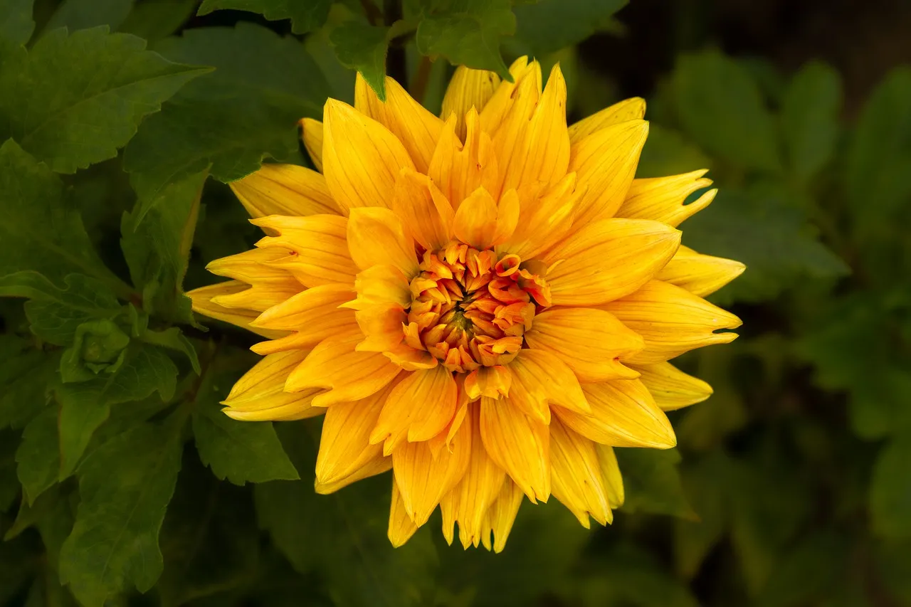 Vibrant Golden Dahlia: A Summer Blossom's Macro Beauty