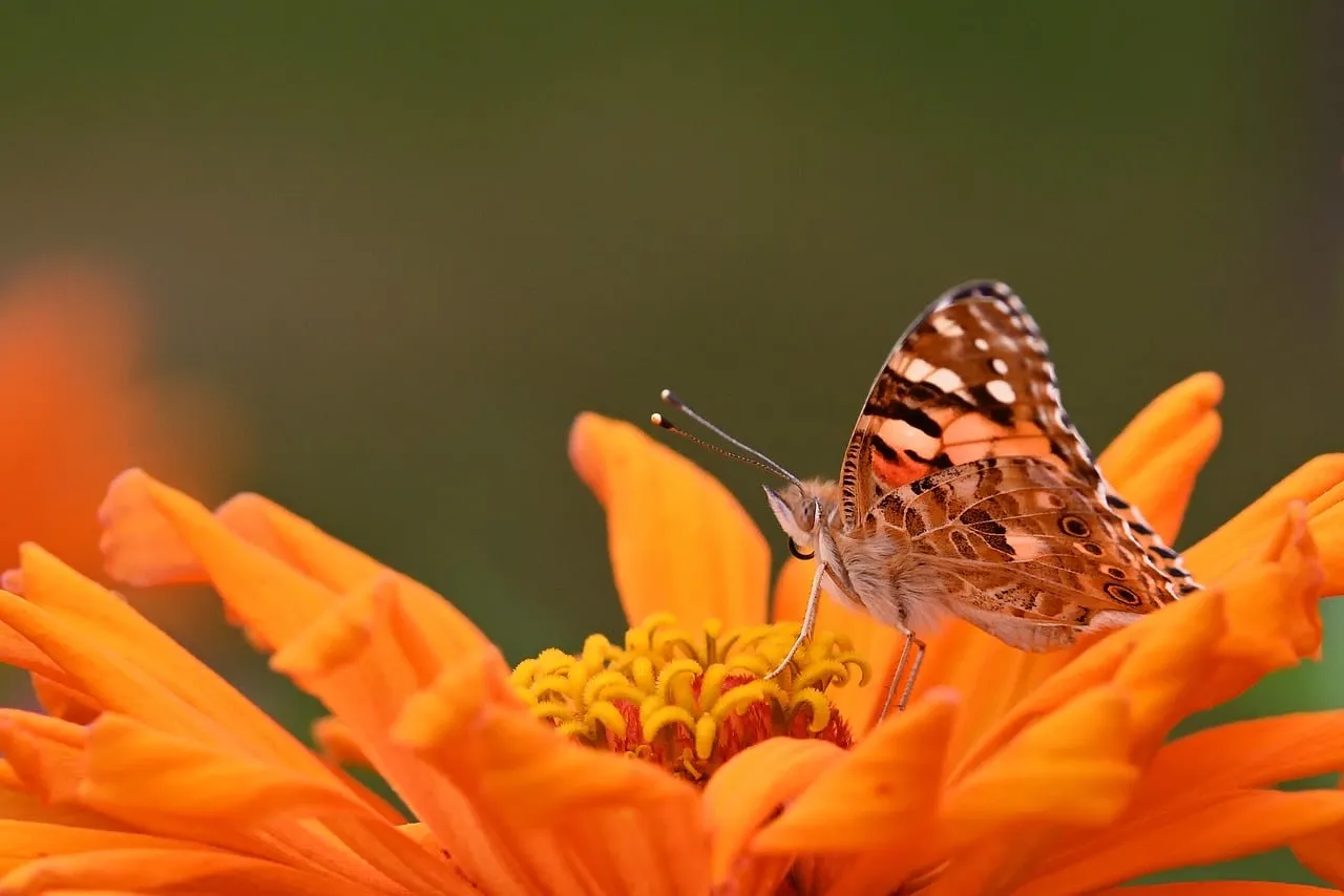 Vibrant Zinnia Blossom with a Painted Lady Butterfly