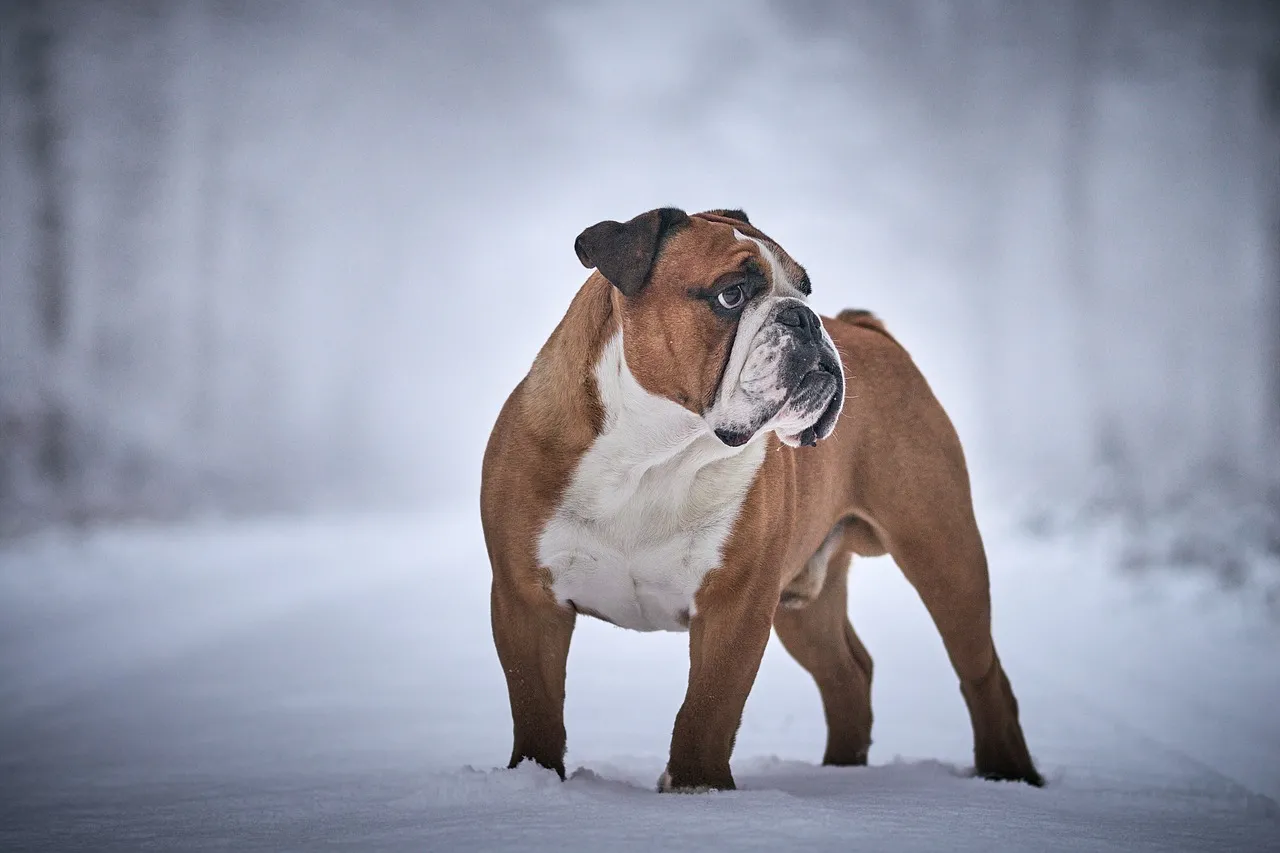 Majestic Bulldog in Snow: A Winter Wonderland Pet Portrait