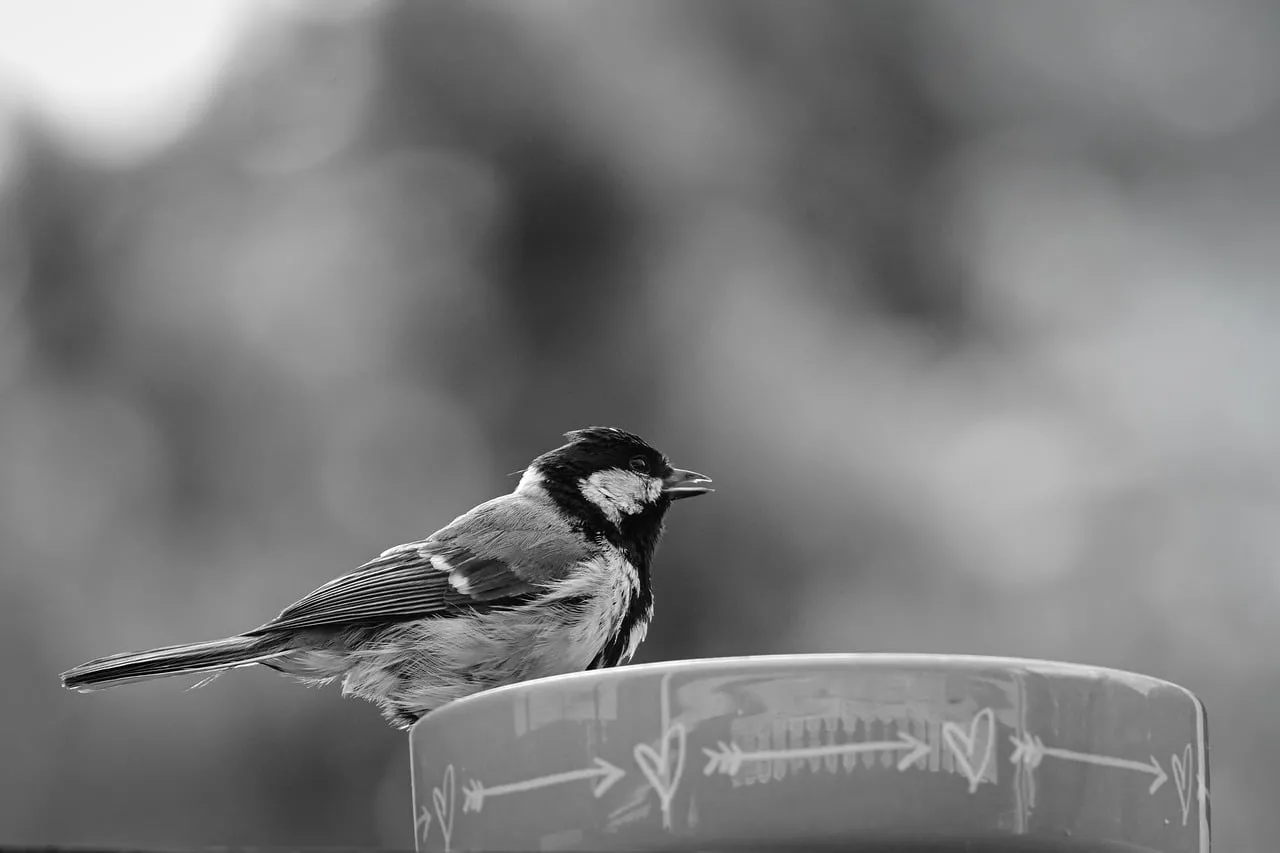 Striking Black and White Tit Perched on Feeder