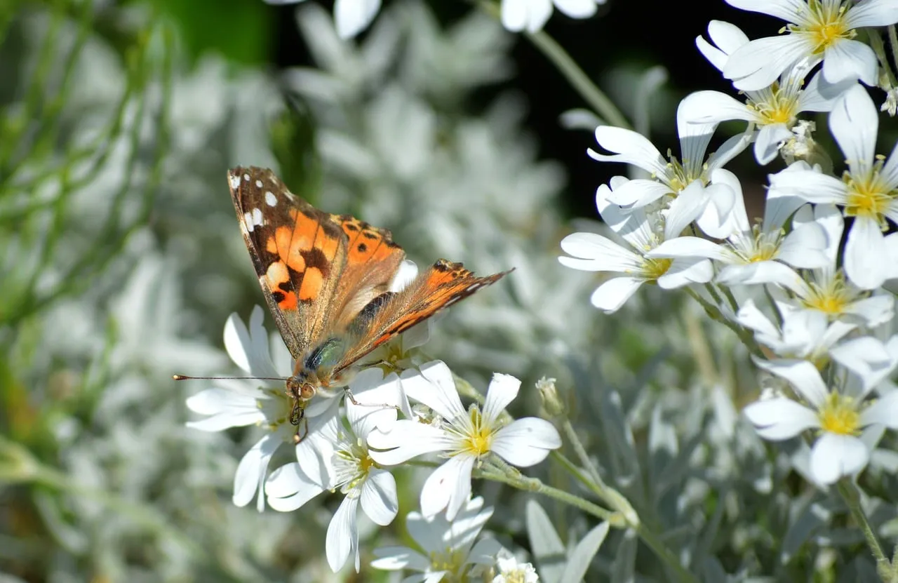 Vibrant Butterfly Alights on Delicate White Blooms