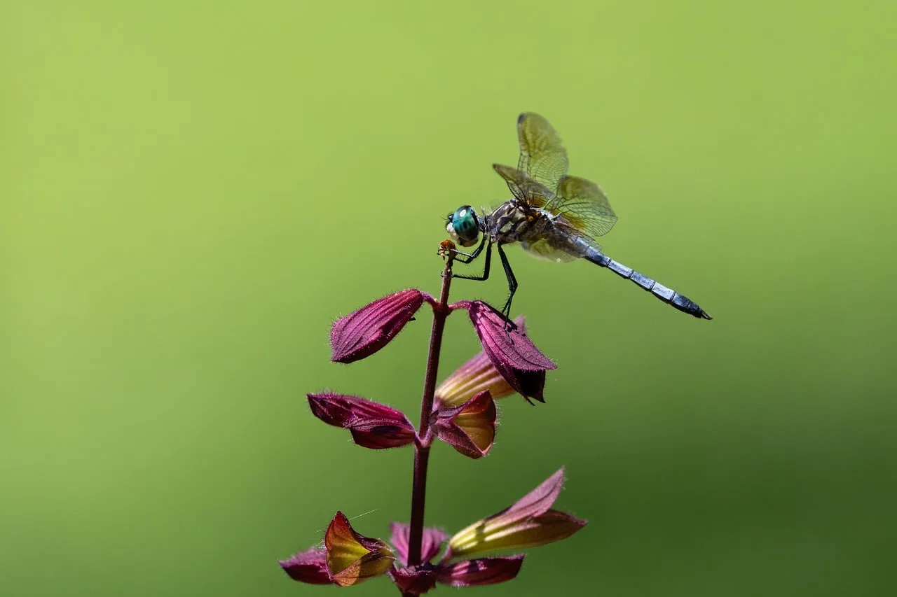 Vibrant Dragonfly Perched on Blooming Purple Flowers