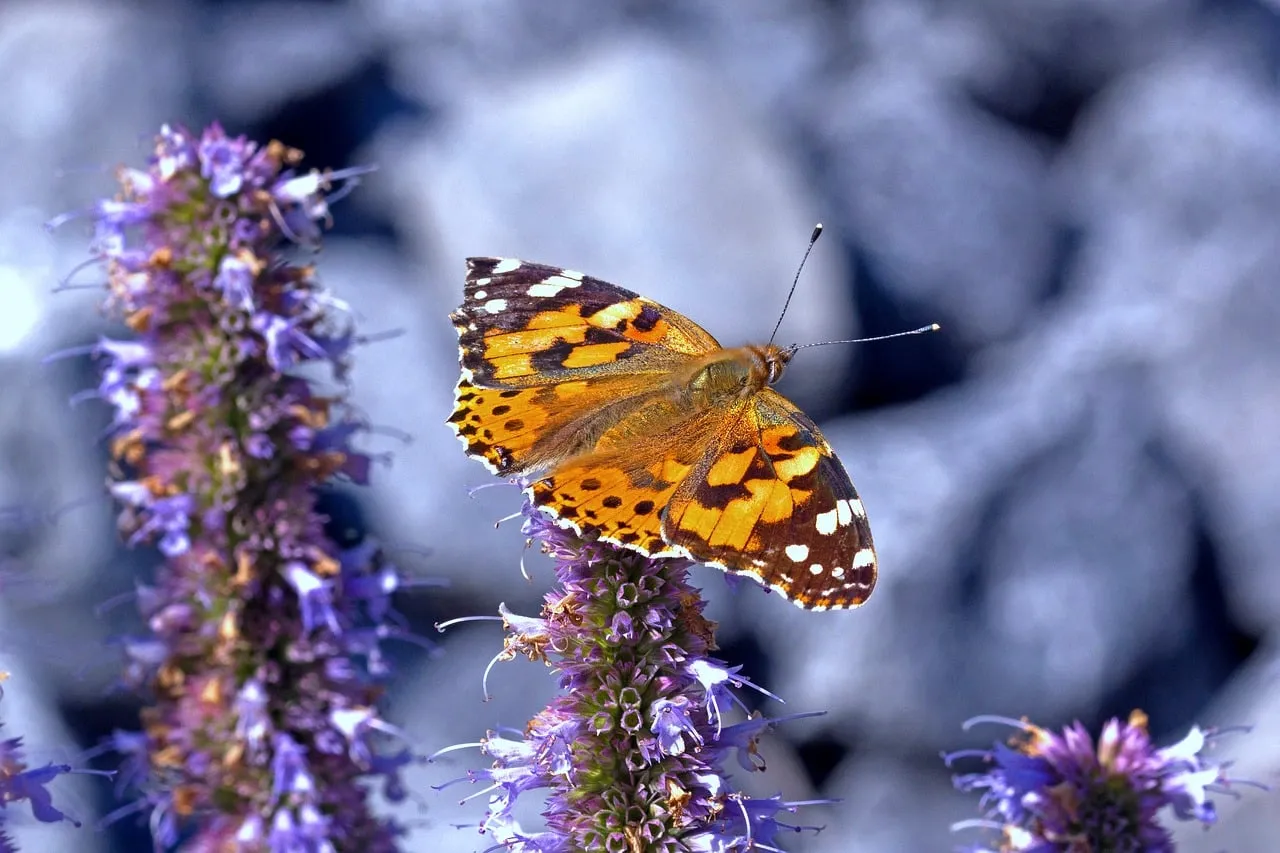 Vibrant Thistle Butterfly: Nature's Resilient Pollinator in Summer
