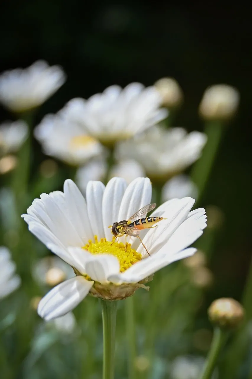 Vibrant Daisy Dance: Bee's Nectar Quest