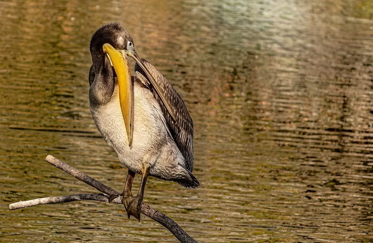 Majestic Brown Pelican: Nature's Graceful Waterbird in Serenity