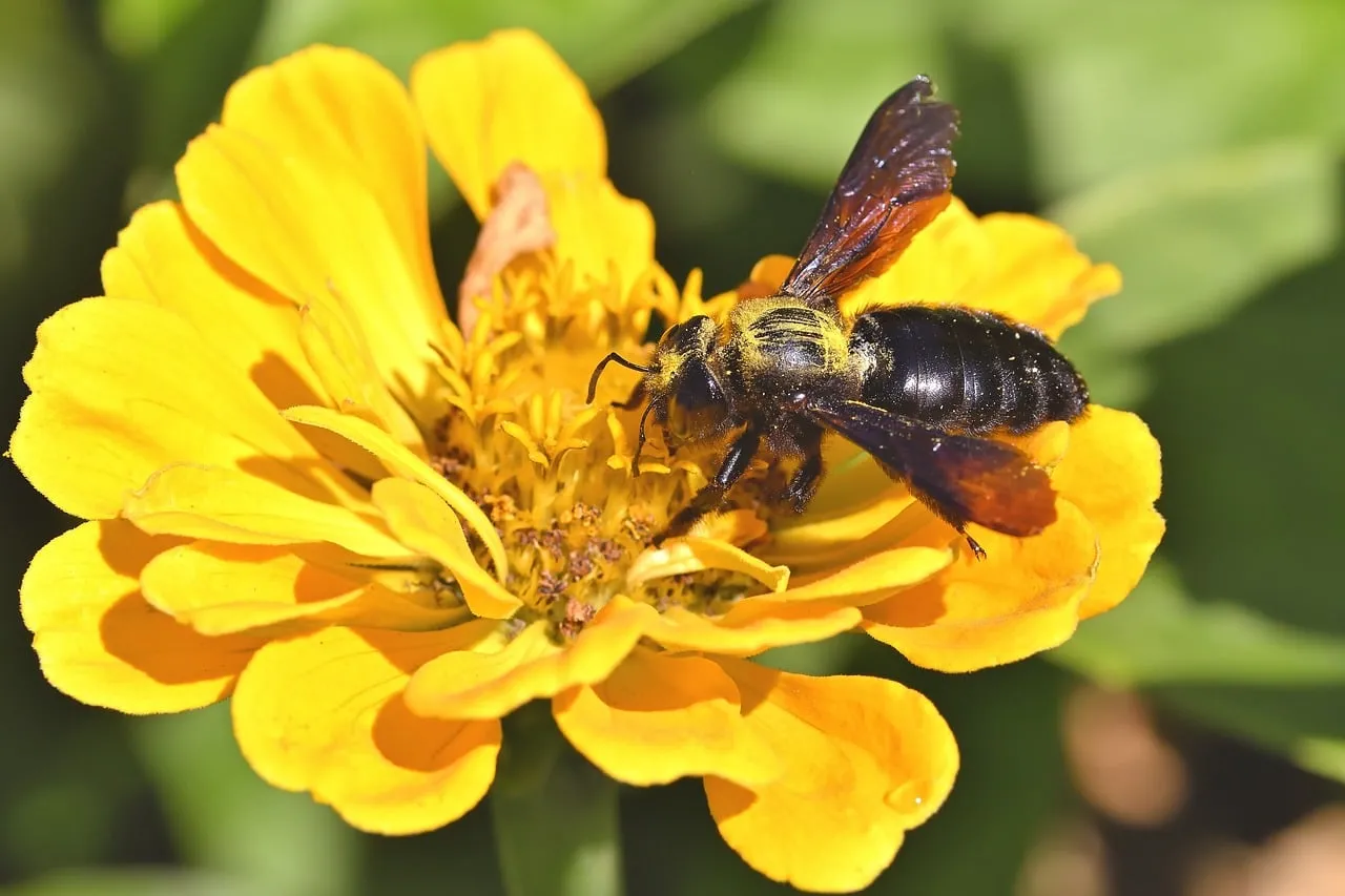 Vibrant Zinnia Bloom: Carpenter Bee's Pollination Dance