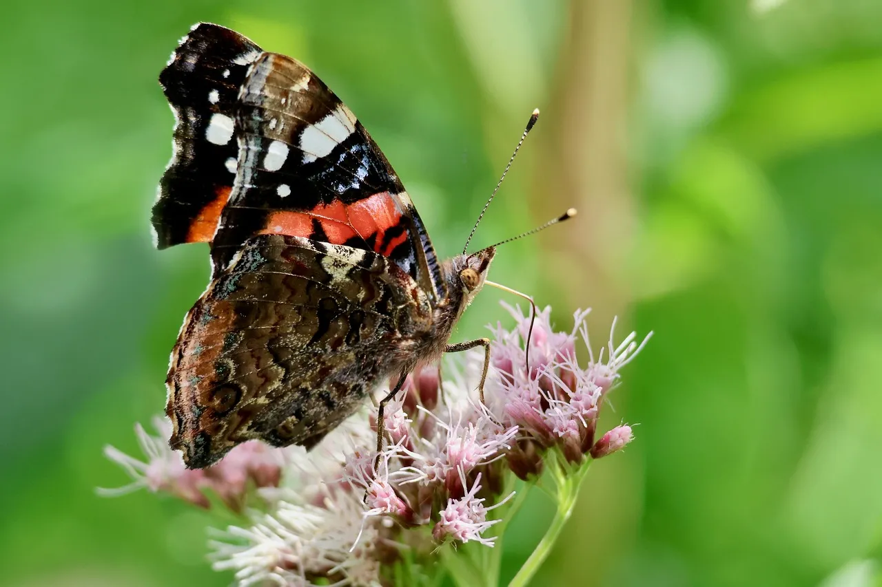 Vibrant Admiral Butterfly on Pink Flower in Nature's Embrace