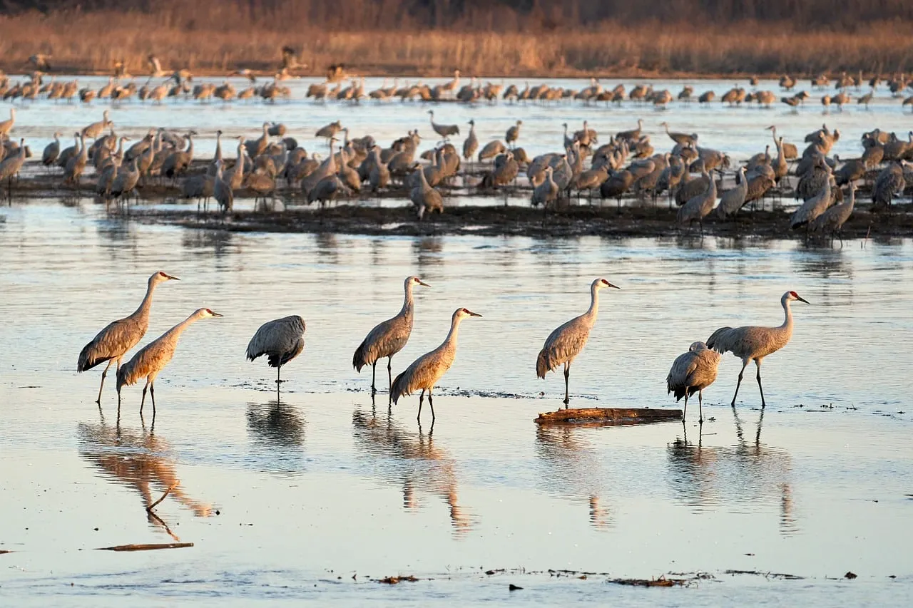 Majestic Dawn: Sandhill Cranes Flock in Nebraska Wetlands