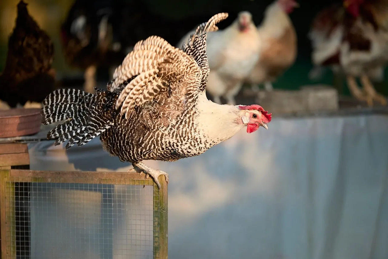 Vibrant Free-Range Hen Spreading Wings in Golden Light