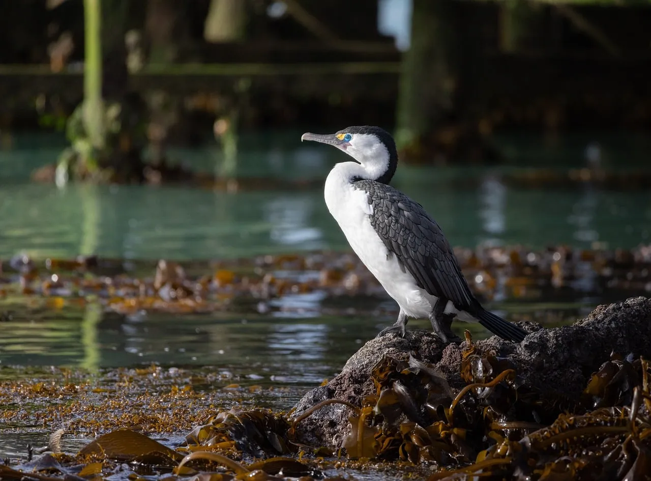 Majestic Cormorant Perched at Sunset on a Rocky Coastline