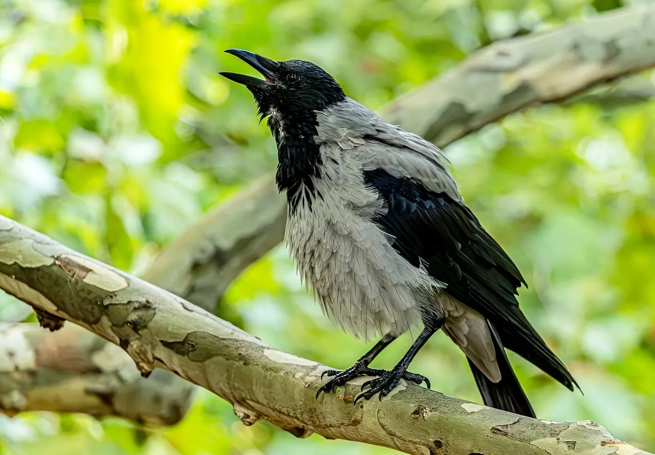 Striking Hooded Crow Calls from a Vibrant Tree Branch