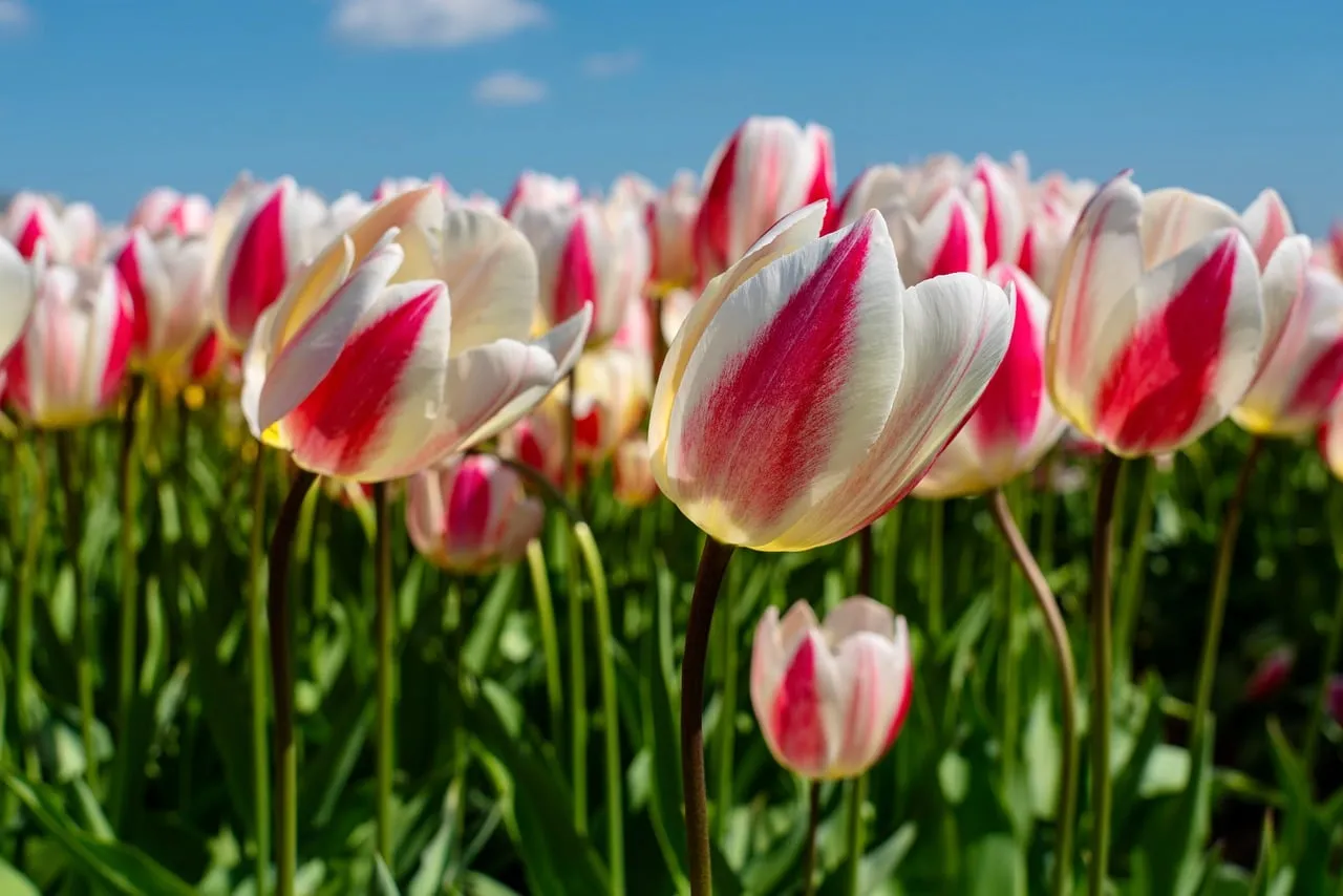 Vibrant Spring: Stunning Red and White Tulips in Full Bloom