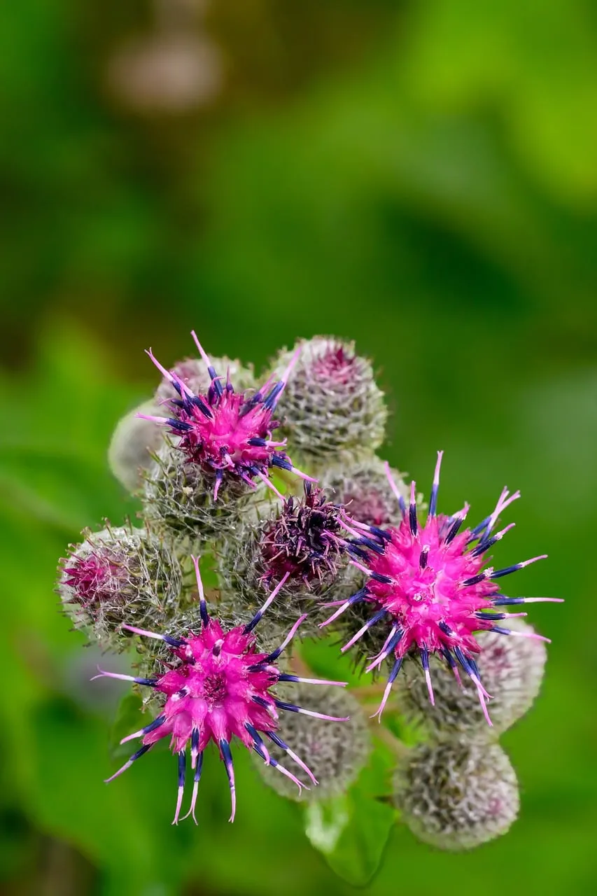 Vibrant Thistle Bloom: Macro Summer Wildflower Beauty