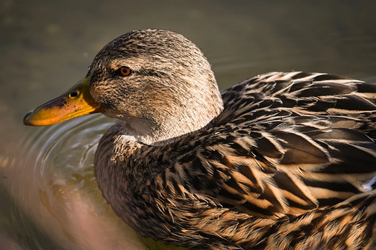 Serene Mallard: A Close-Up of Nature's Waterfowl Beauty