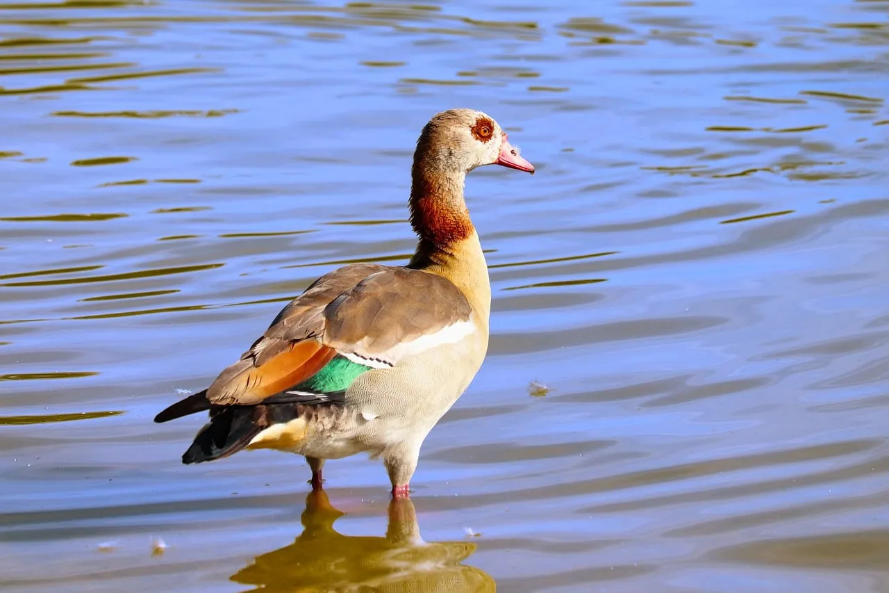 Majestic Egyptian Goose: A Wild Bird's Serene Moment in Nature's Lake