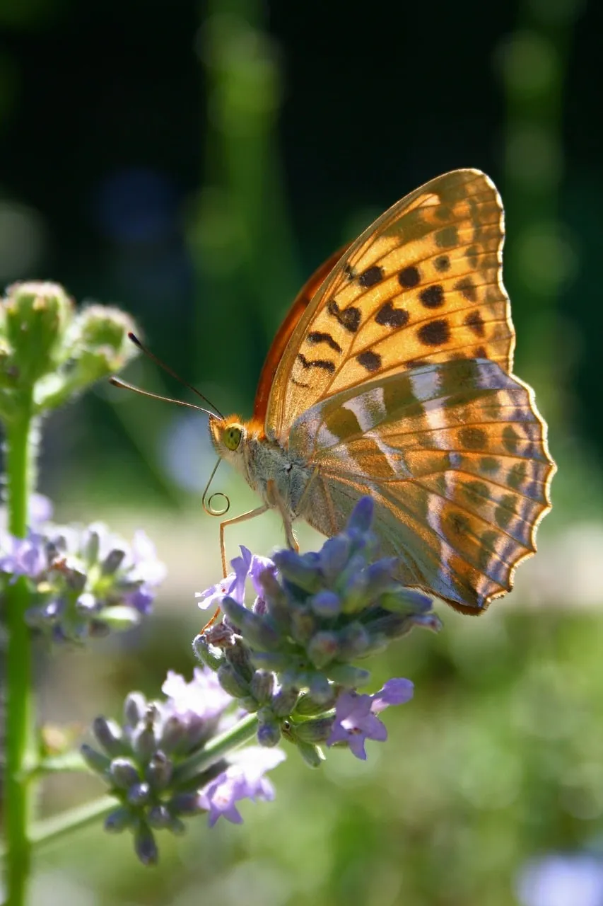 Stunning Fritillary Butterfly on Lavender at Sunset