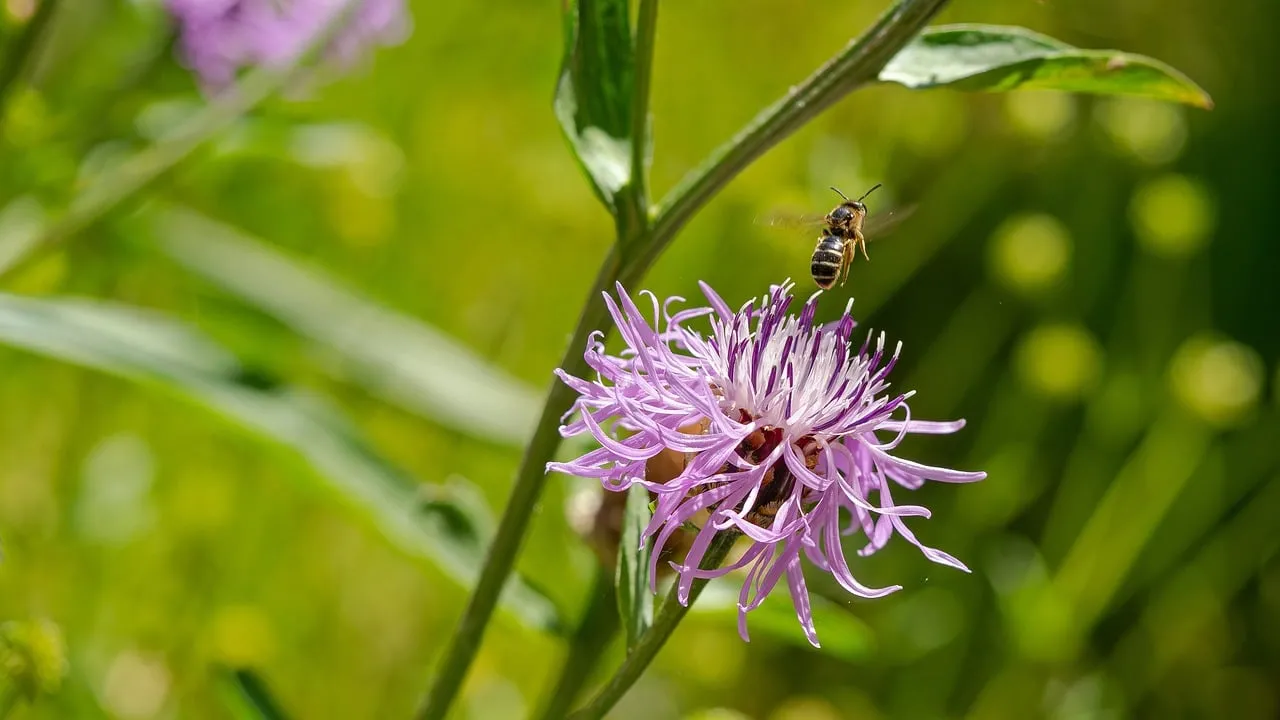 Vibrant Spring Macro: Wild Bee Pollinating Purple Thistle