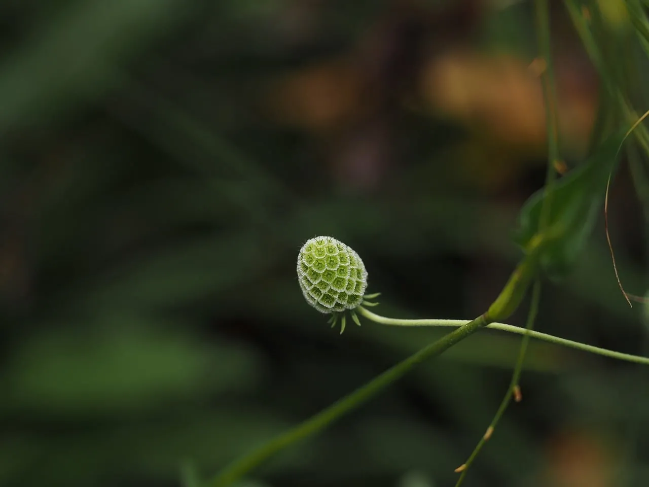 Vibrant Green Bud: Nature's Delicate Macro Detail