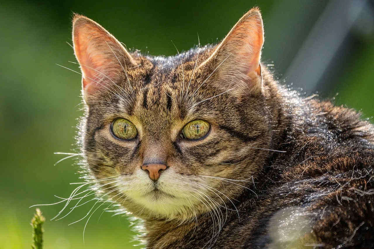 Enchanting Gaze: A Striking Cat Portrait Bathed in Sunlight