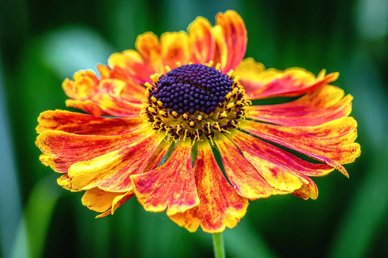 Vibrant Autumn Bloom: Fiery Petals and Purple Hues