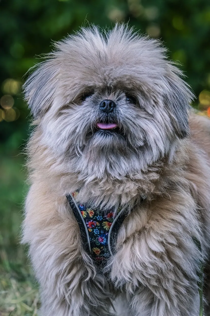 Chubby Pekingese Puppy with Fluffy Fur in Nature