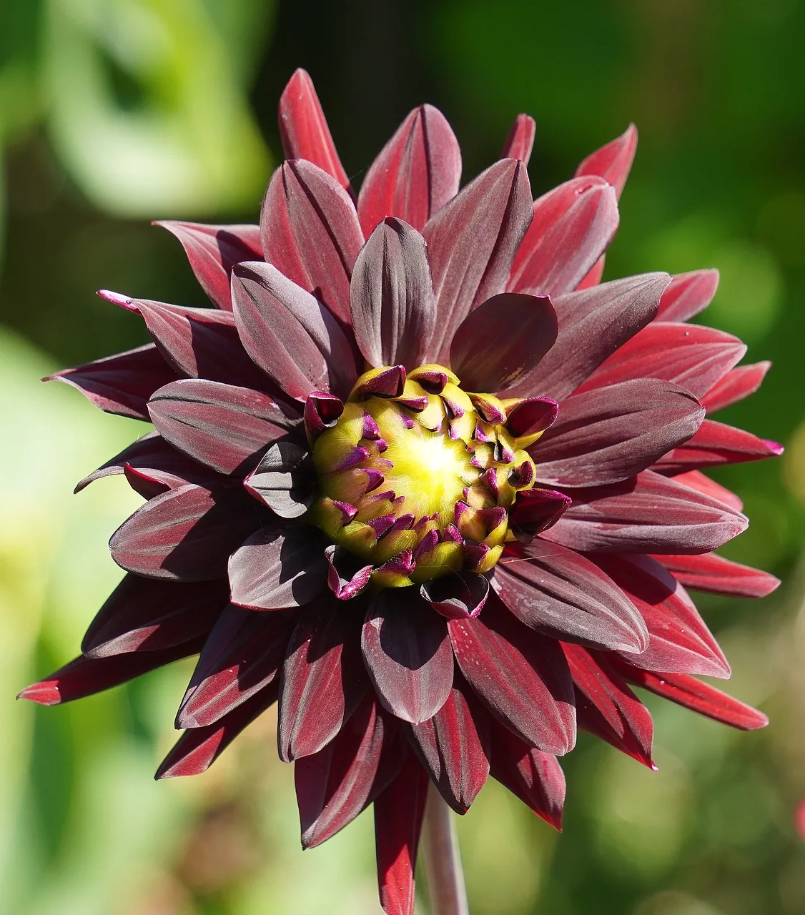 Stunning Dark Red Dahlia: A Macro Nature's Masterpiece