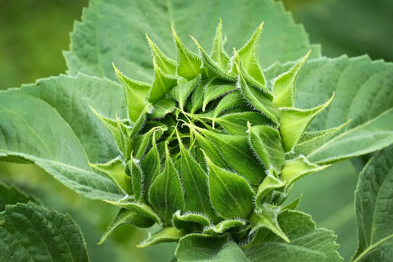 Vibrant Green Sunflower Bud: Nature's Unfolding Beauty