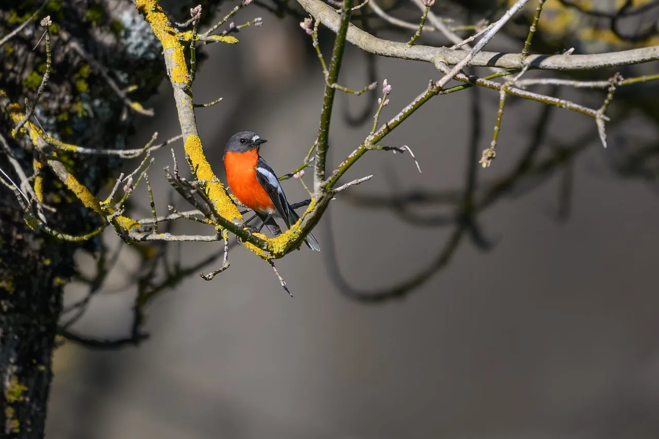 Vibrant Flame Robin Perched in Winter Sunlight