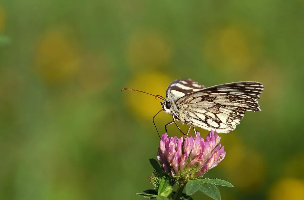 Enchanting Butterfly Foraging on a Pink Wildflower