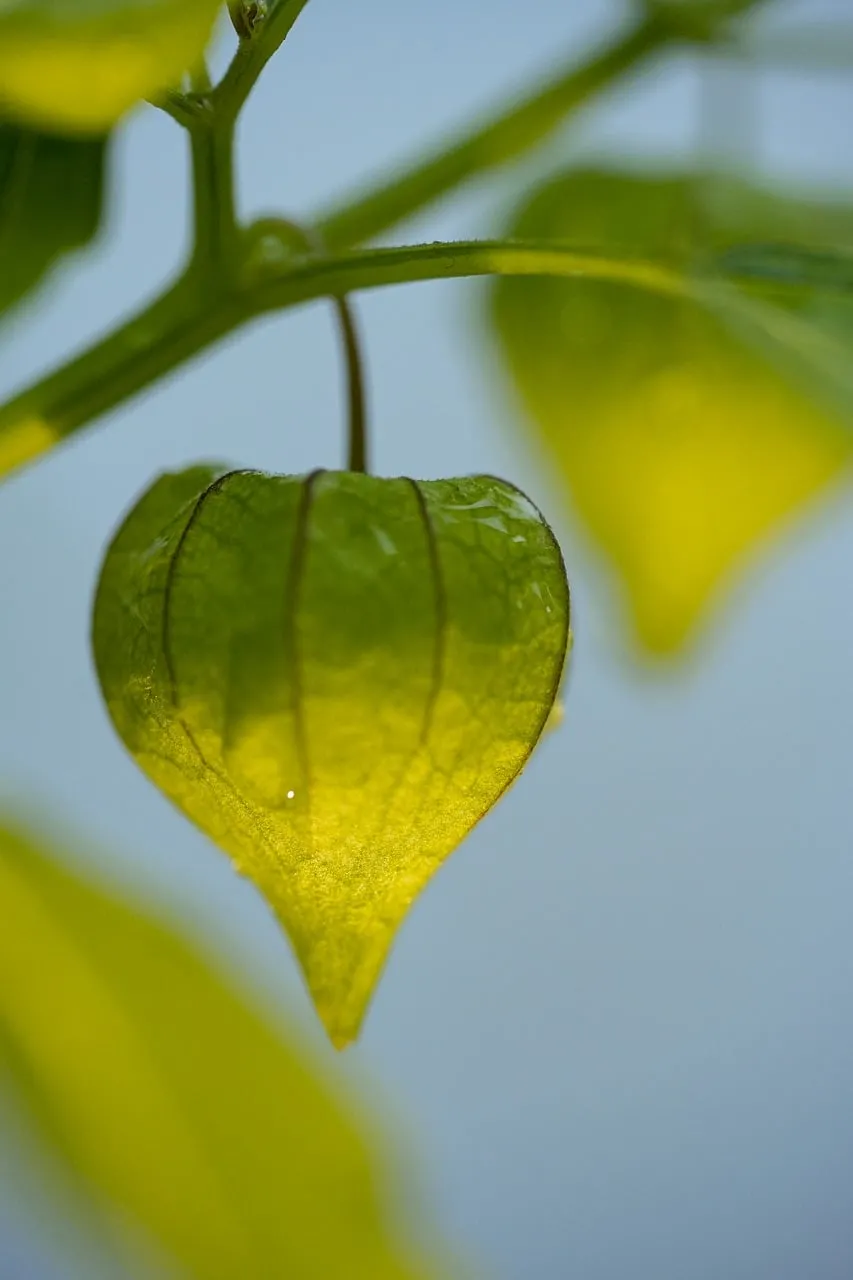 Vibrant Physalis: Dew-Kissed Summer Green in Macro
